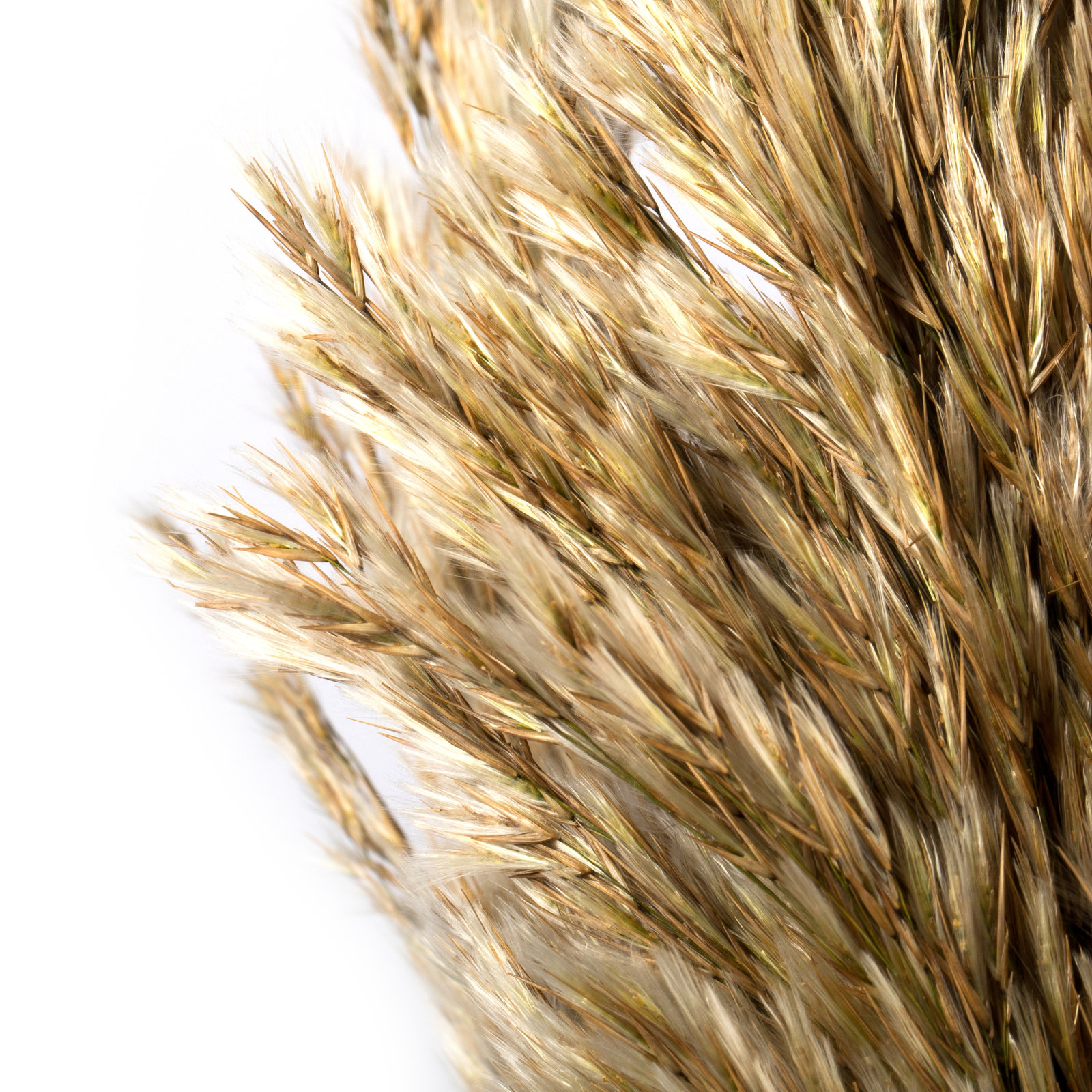Zellmer Preserved Reed Stems, Ivory