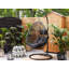 Rex Rattan Swing Chair with Stand