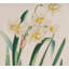  Coussin Daffodil