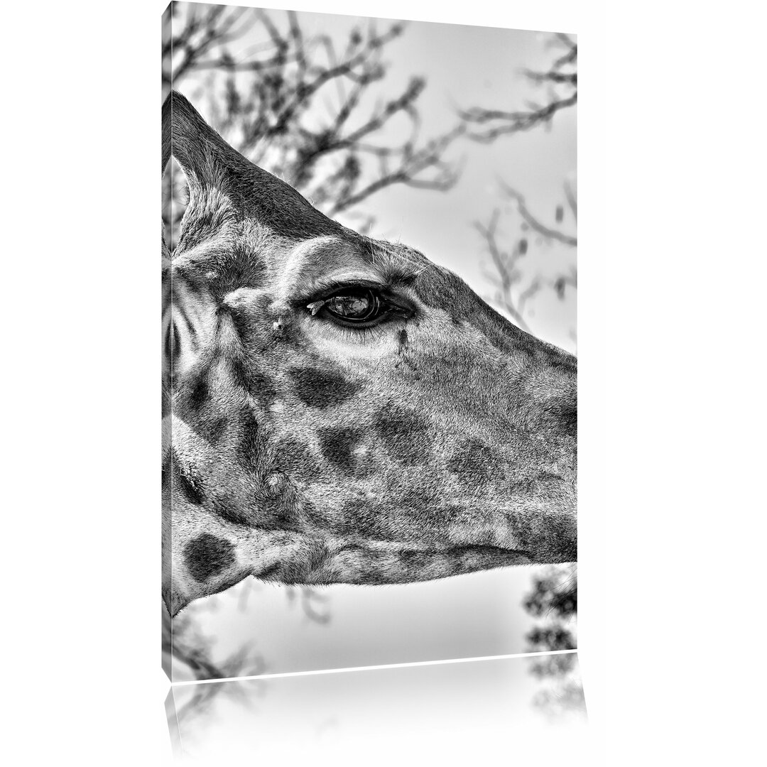 Leinwandbild Anmutige Giraffe isst in Monochrom