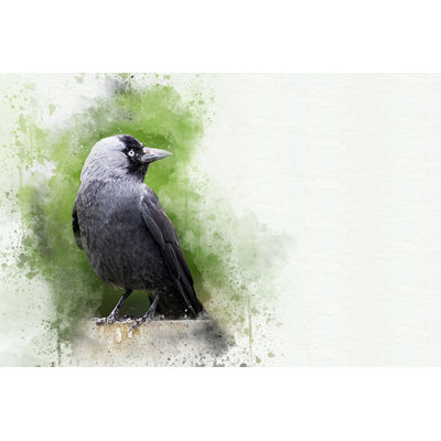 Adult Jackdaw - Wrapped Canvas Print