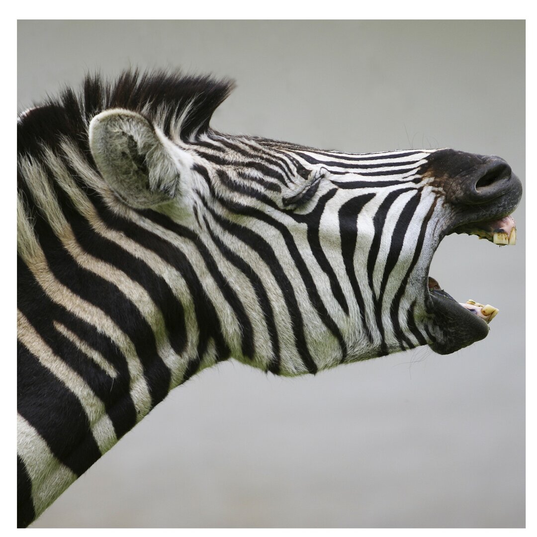 Strukturierte Tapete Roaring Zebra