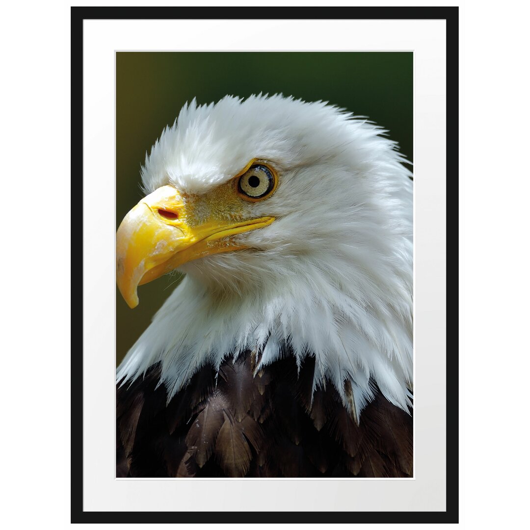 Gerahmtes Poster Mächtiger Weißkopfseeadler