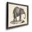 Brodtmann, jeune éléphant, cadre photo, reproduction d'art sur toile-334863749-334863751