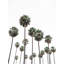 Tall Tropical Palms by Josie George — Landscape Wall Art-249840618-249840619-249840413