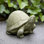 Box Turtle Statue