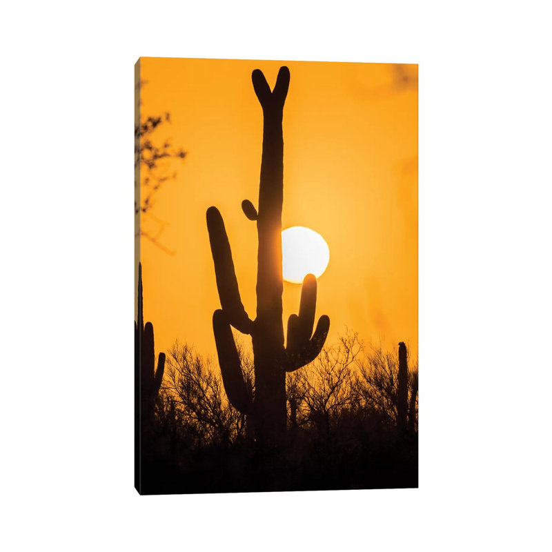USA, Arizona, Saguaro National Park. Saguaro Cactus At Sunset. by Jaynes Gallery - Wrapped Canvas Print
