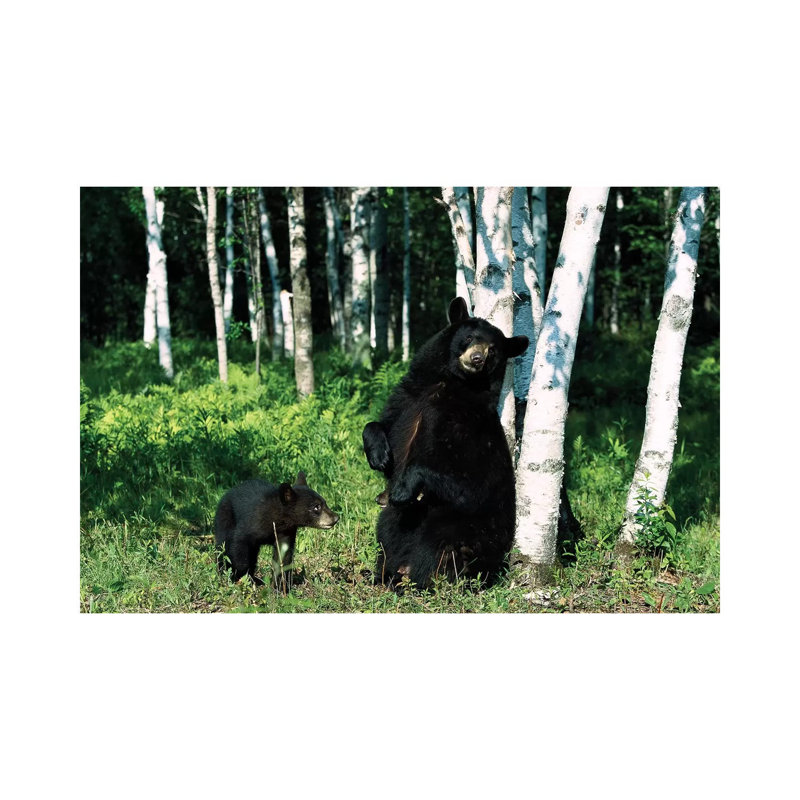 Black Bear Sow Scratching On Birch Tree With Cub Watching, North America by Konrad Wothe - Wrapped Canvas Print
