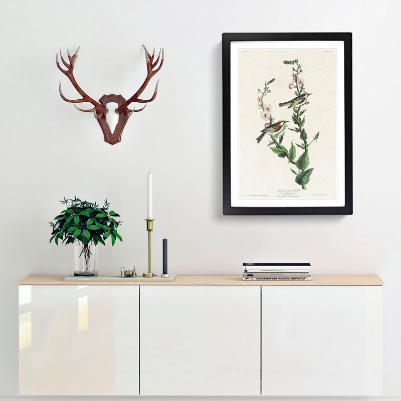 Chestnut-sided Warbler by John Audubon - Picture Frame Painting Print, Black Framed, 36cm H x 27cm W x 2cm D