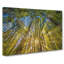Sunrays Through The Forest In Abstract - Wrapped Canvas Print-55338386