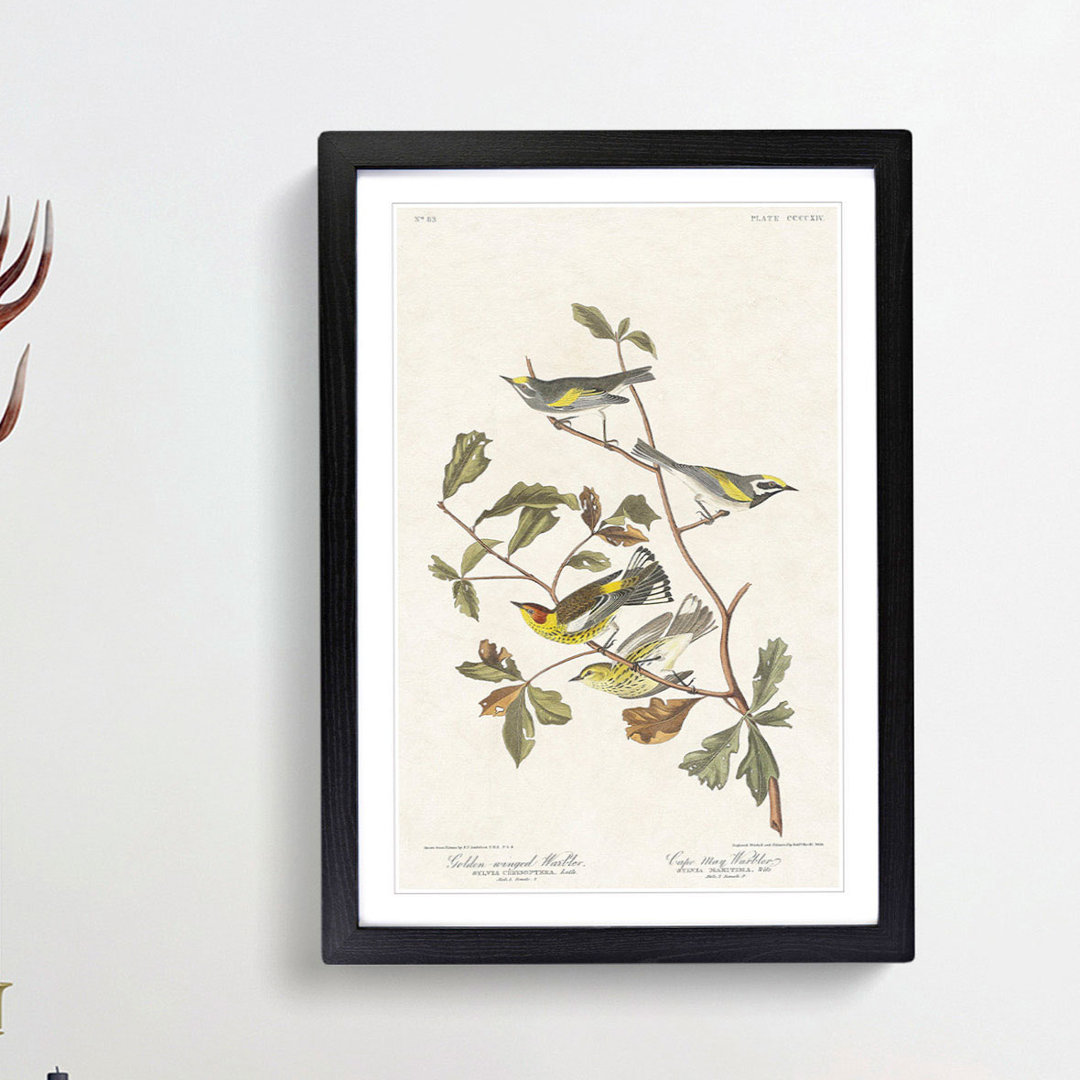 Warbler Birds by John Audubon - Picture Frame Painting Print