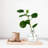 Faux Plants 11 " H Faux Bonsai and Ficus Branch in Glass Pot