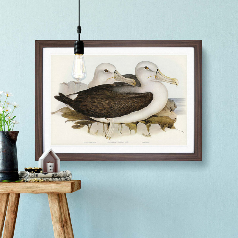 Two Albatross Birds by Elizabeth Gould - Framed Print, 27cm H x 36cm W x 2cm D, Walnut Framed