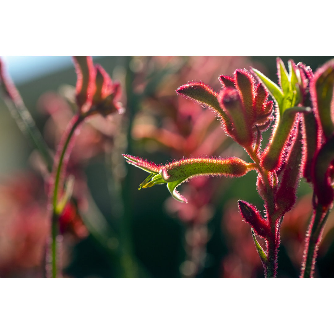 Nahaufnahme rote Kängurutatzenknospen und -blüten im Sonnenlicht, Makrofotografie, Hintergrund mit Kopierraum