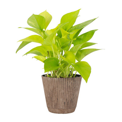 Thorsen's Greenhouse Live Neon Pothos Plant in Ruffle Pot, 4-inch Diameter