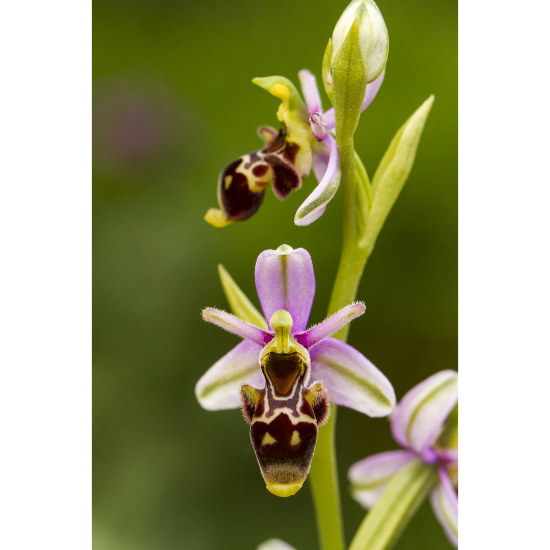 Bienenorchidee (Ophrys Apifera) von Membio - Kunstdrucke auf Leinwand ohne Rahmen