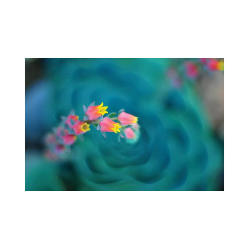 Rosularia by Lee Sie - Wrapped Canvas Print, 66.04 cm H x 45.72 cm W x 1.91 cm D