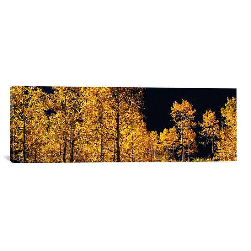 «Panoramic Aspen Trees in Autumn, Colorado, USA», reproduction de photo sur toile, H 20 po x l 60 po x P 1,5 po