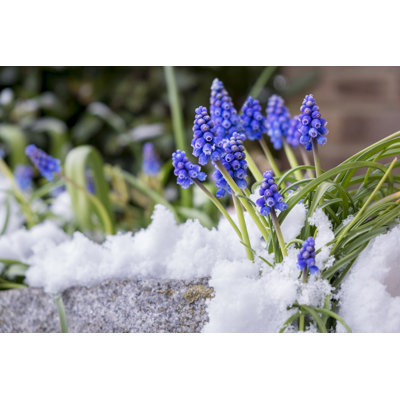 «Blue Grape Hyacinth Flowers on Canvas» par Ben Slater, photographie
