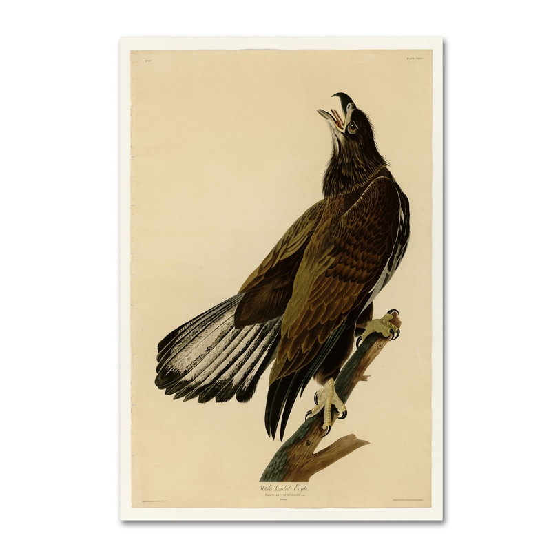 «Whiteheaded Eagleplate 126» par John Audubon - reproduction d'art sur toile tendue, H 19 po x l 12 po