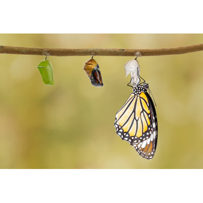 Tiger Butterfly - Wrapped Canvas Print