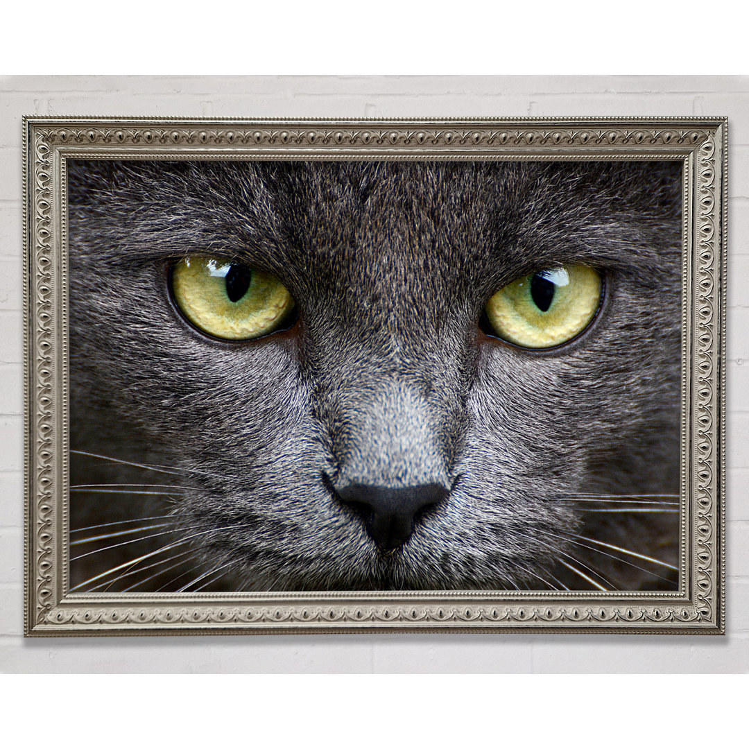 Smokey Grey Cat Gerahmter Druck