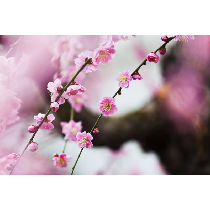 Plum Blossoms In Spring - Wrapped Canvas Print, 30cm H x 46cm W