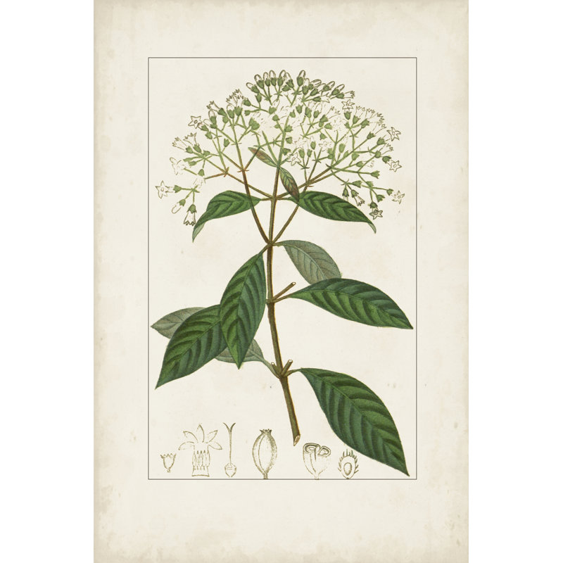 Antique Turpin Botanical VIII by Turpin - Print on Canvas, Black Floater Framed, 122 cm H x 81 cm W