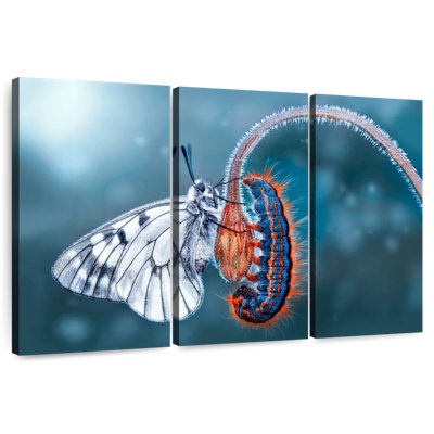 Brampt Butterfly Destiny