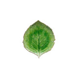 Riviera Tomate 8.58" Hydrangea Leaf