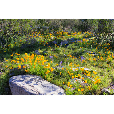" Wildflowers In The Sonoran Desert " by Davelmorgan