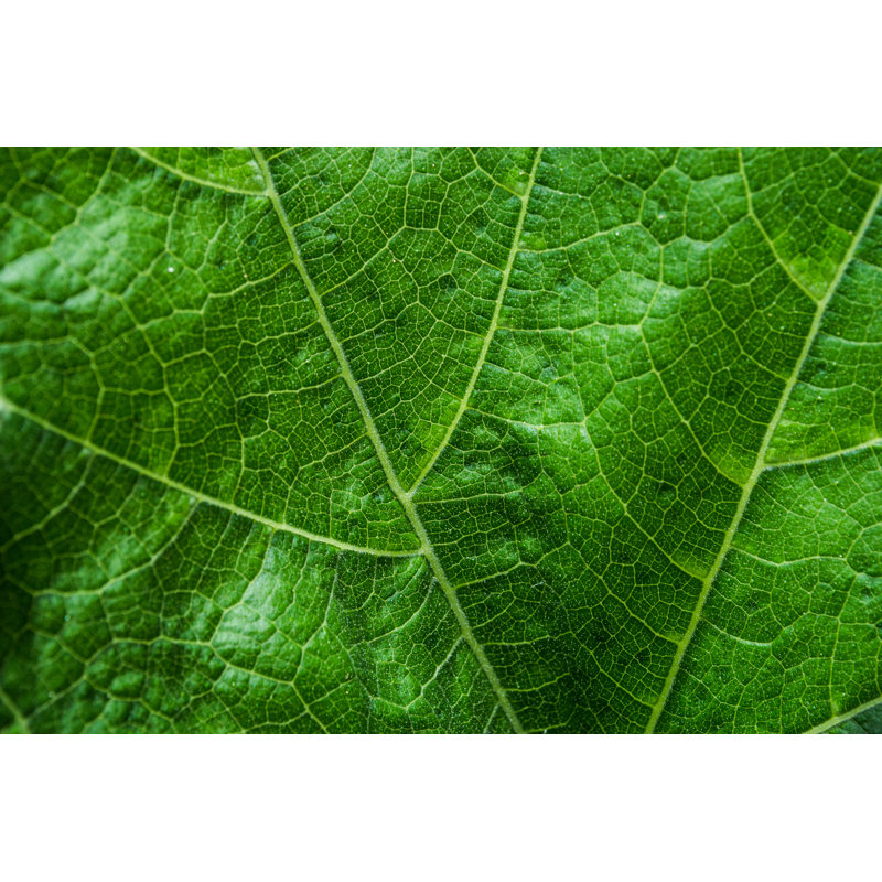 Leaf Detail - Wrapped Canvas Print, 30cm H x 46cm W x 3.8cm D