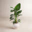 Costa Farms Indoor White Bird of Paradise House Plant in 10-inch Weave Basket