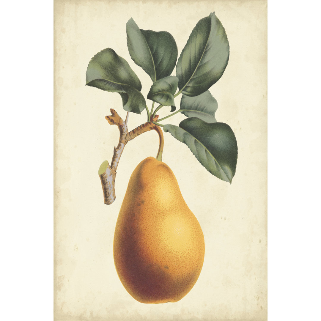 Leinwandbild Antique Pear Botanical I von Horto Van Houtteano