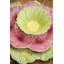 Maria Flor Earthenware Dinner Plate