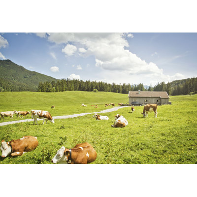 " Cattle Grazing " by Alan Graf