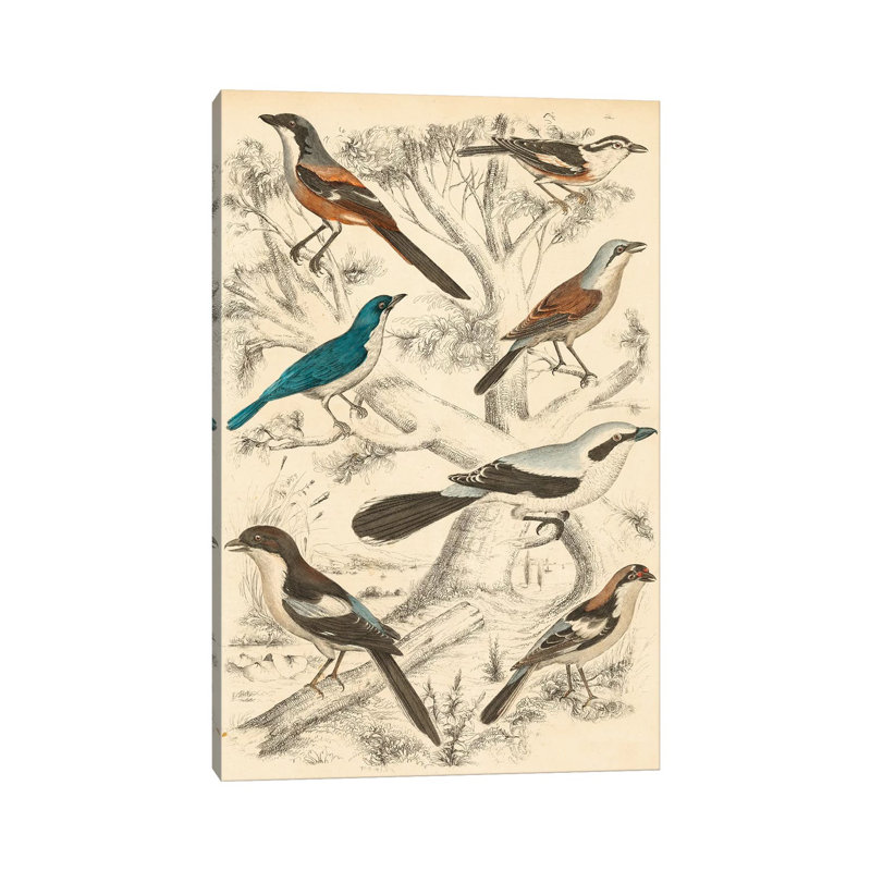 Avian Habitat V by Milne - Wrapped Canvas Print, 152.5 cm H x 101.5 cm W
