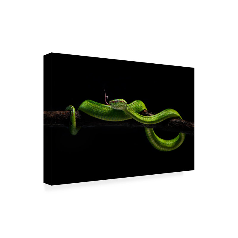 Bolog Rooswandy Juniawan Viper One Canvas Art, 12" H x 19" W