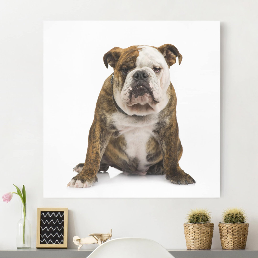 Leinwandbild Bulldogge