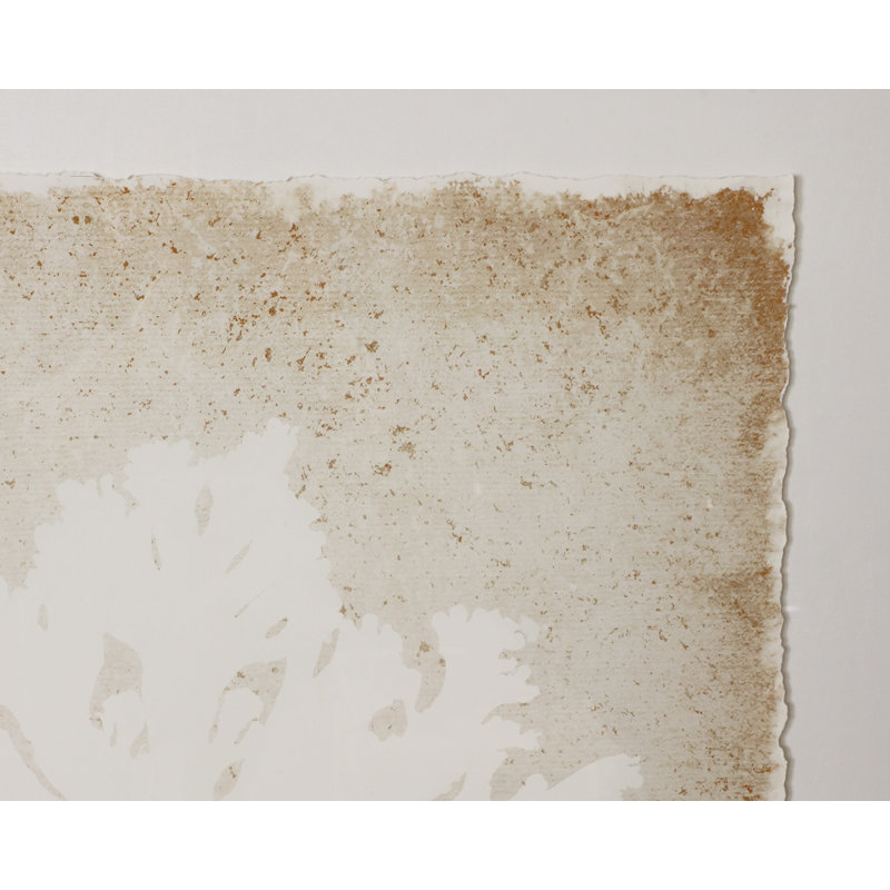 Aquatic Flora II Print