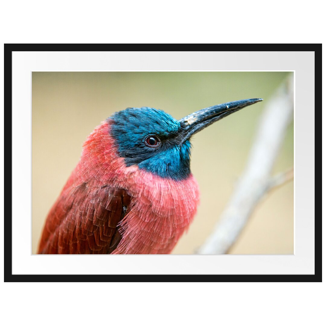 Gerahmtes Poster Kleiner tropischer Vogel