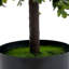 11.42cm Plant