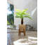 Pamplemousse 24,5 "en pot
