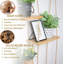 Tablette murale plante