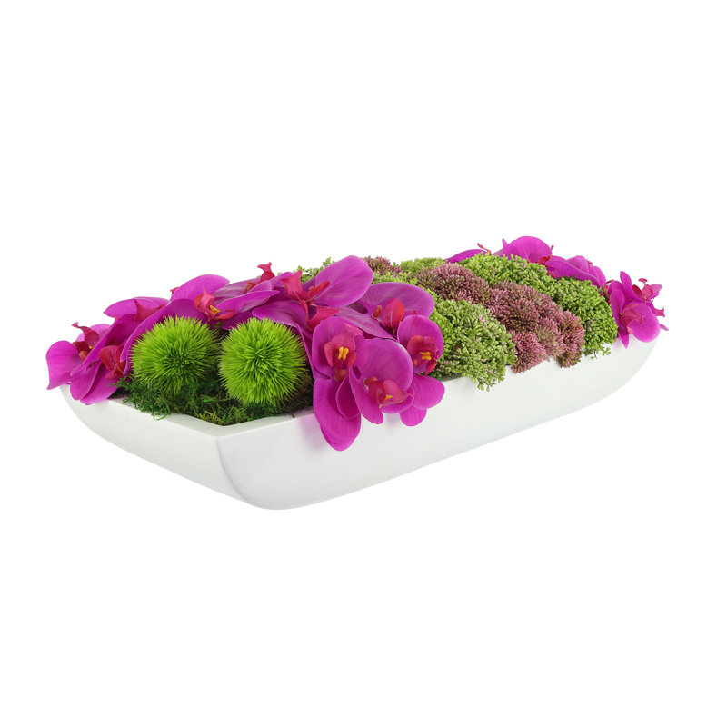 Orchidée Adelina et arrangement de plantes grasses, H 8 po x l 25 po x P 11 po