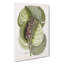 Mangrove Grape Tree & Butterfly by Mark Catesby - Wrapped Canvas-55308999