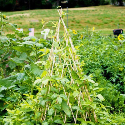 Treillis de tipi en bambou extensible de 6 pi pour plantes grimpantes, treillis en bambou naturel autoportant pour le soutien des plantes, treillis de jardin pliant pour les vignes, fleurs, légumes, intérieur, extérieur