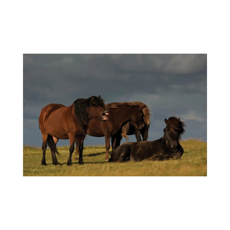 Jagger by Torsteinn H. Ingibergsson - Wrapped Canvas Print
