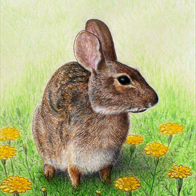 Dessous de lapin