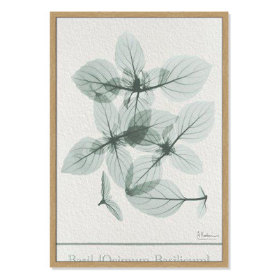 Jeanette "Basil Ocimum Basilicum" Painting